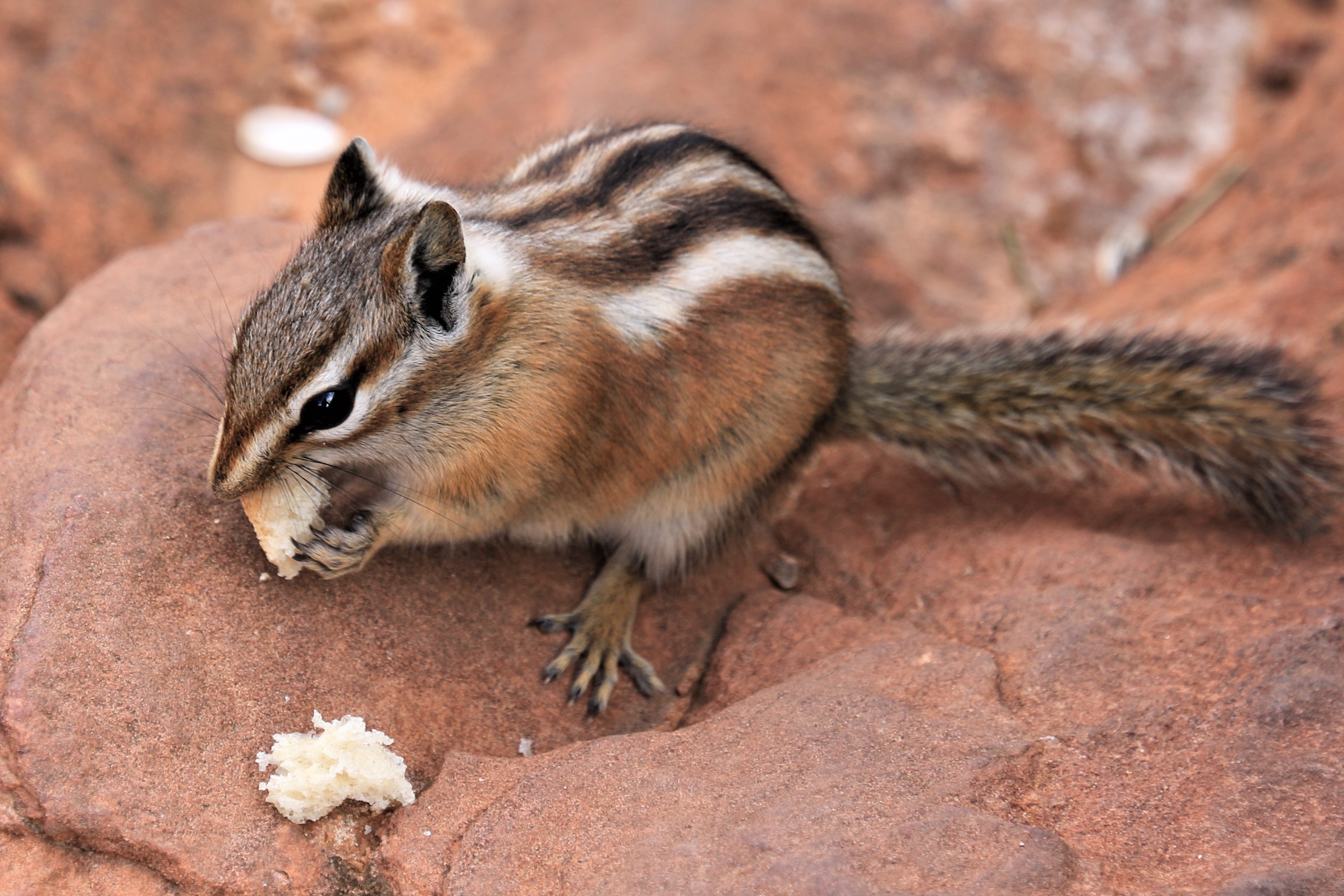 Zion NP